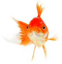 Pet Fish Image