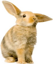 Pet Rabbit Image